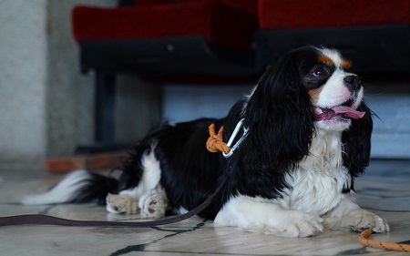 В Волжском протестировали собак для участия в проекте «Волонтер – это звучит гордо!»